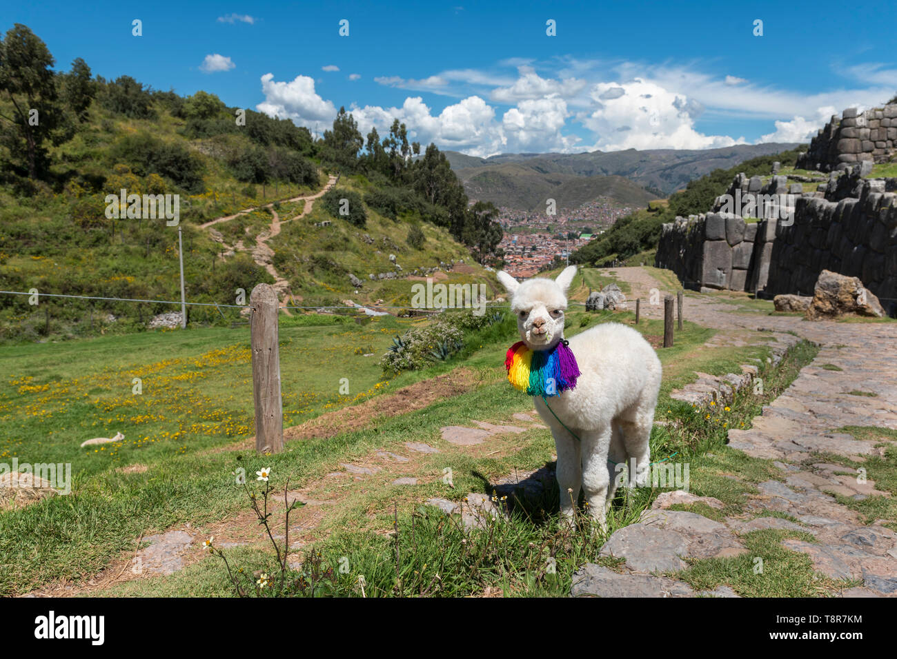Bébé Alpaga à Cusco, Pérou Banque D'Images