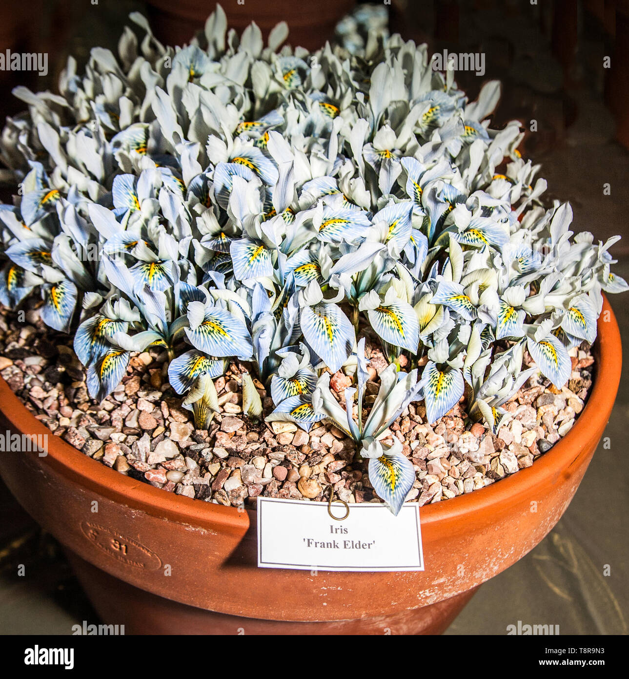 Iris 'frank' aîné hardy une plante bulbeuse alpin convient aux rocailles grandi comme une plante en pot pour montrer en fleurs en mars. Banque D'Images