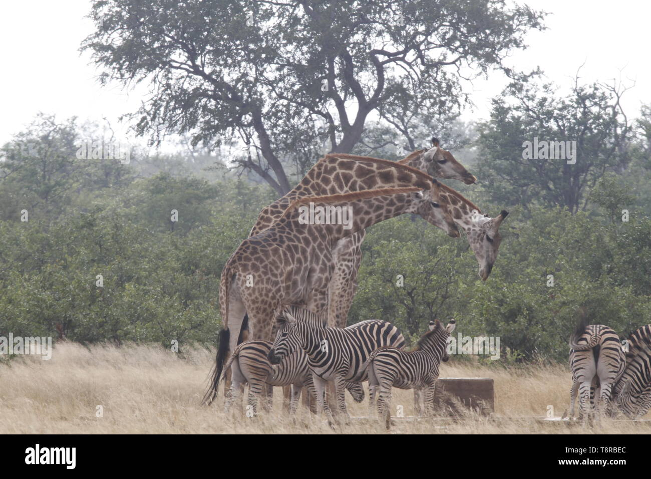Zèbre et girafe troupeau à un étang Banque D'Images
