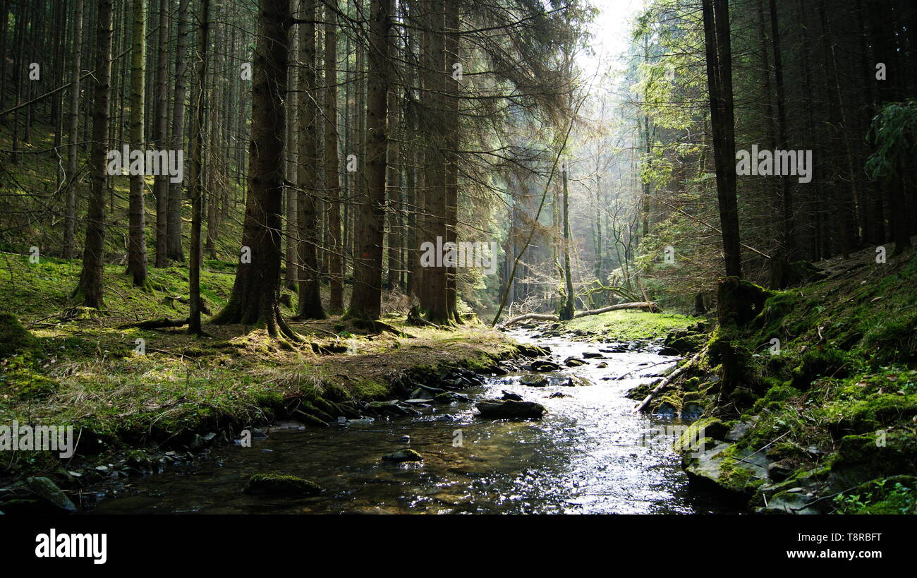 Forêt féerique dans les montagnes de l'Allemagne Banque D'Images