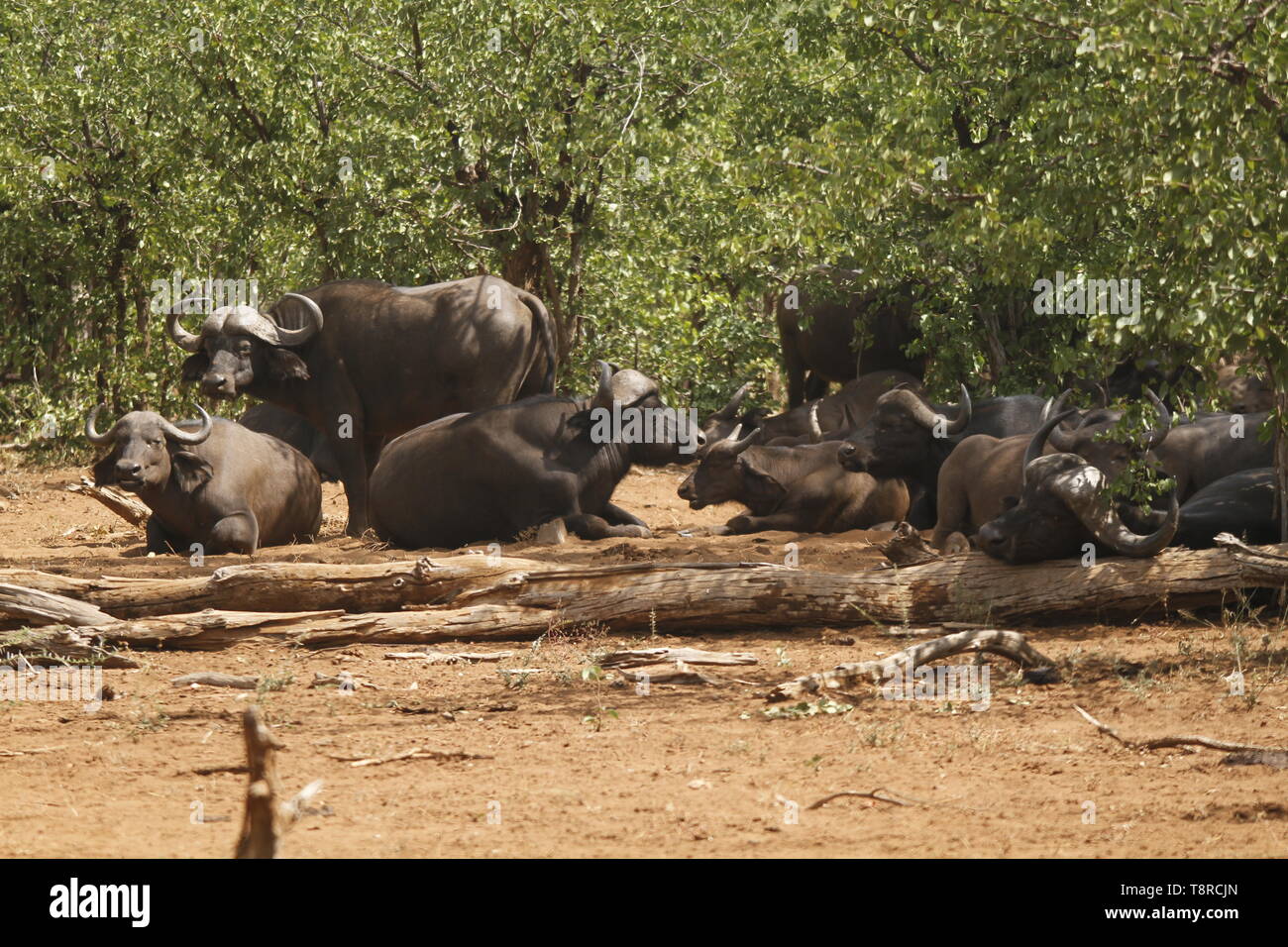 Troupeau de bisons Banque D'Images