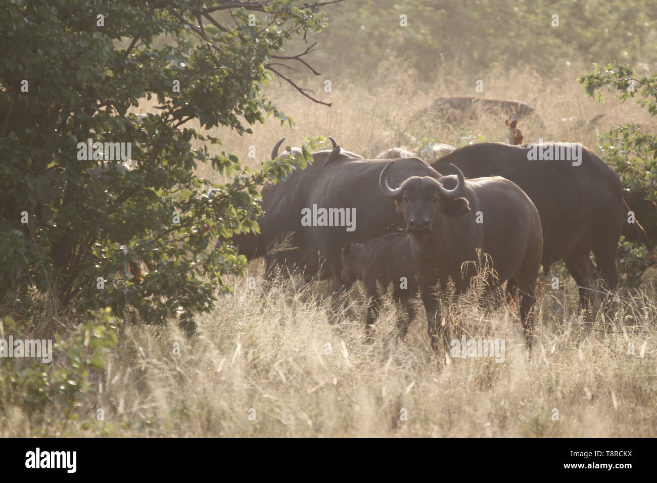 Troupeau de bisons Banque D'Images