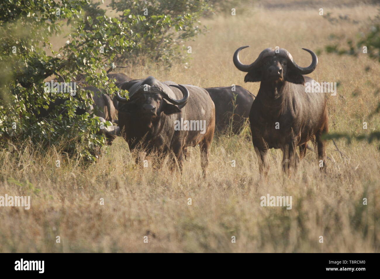 Troupeau de bisons Banque D'Images