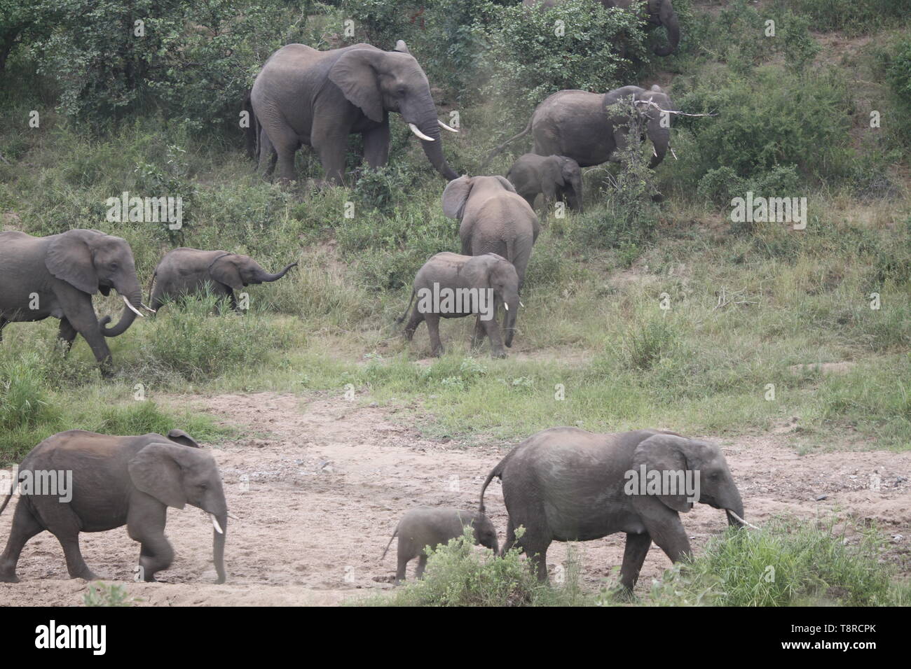 Le pâturage des éléphants sur une rive du fleuve Banque D'Images
