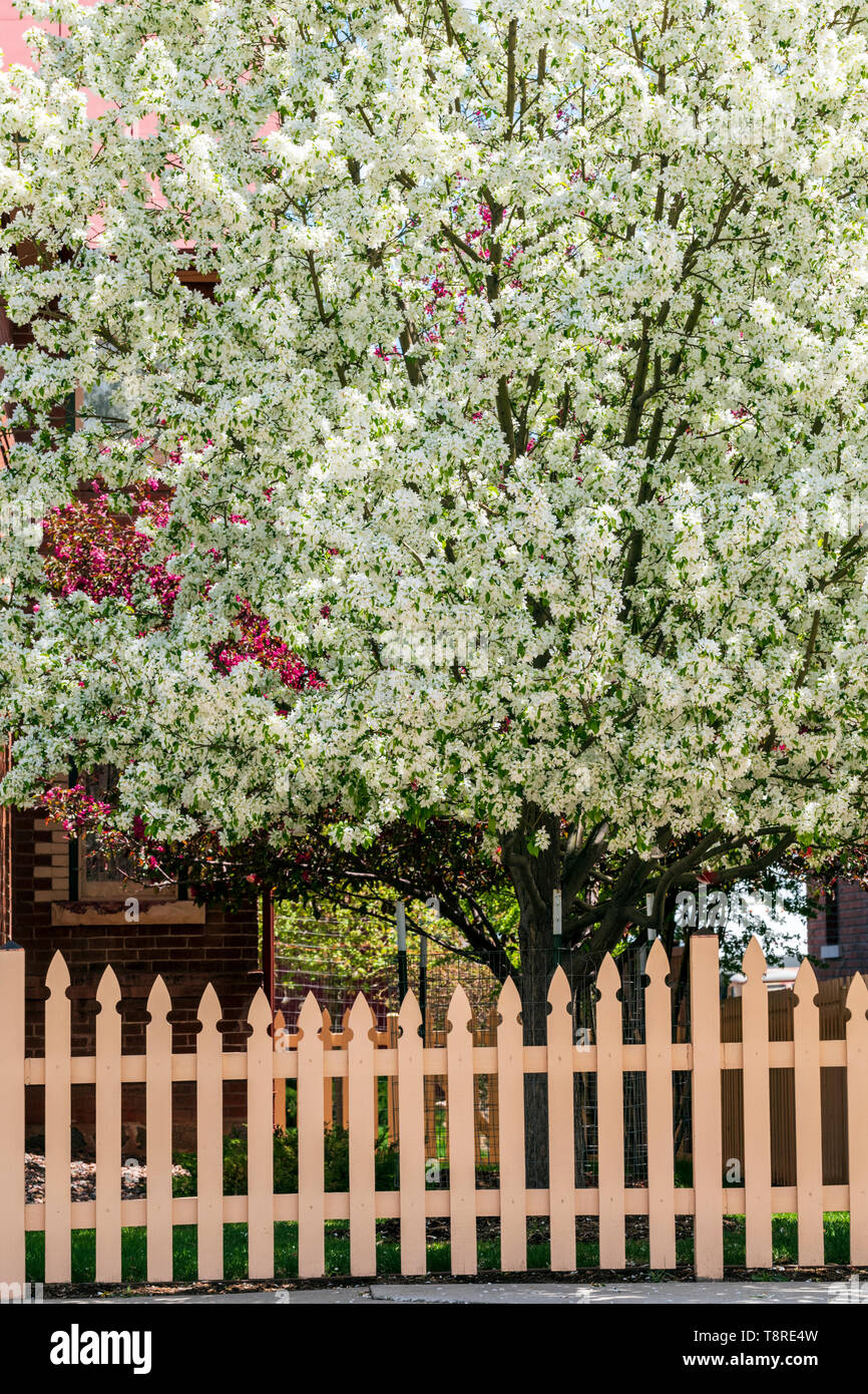 Clôture en bois blanc ; Cerisier en pleine floraison printanière ; Salida, Colorado, USA Banque D'Images
