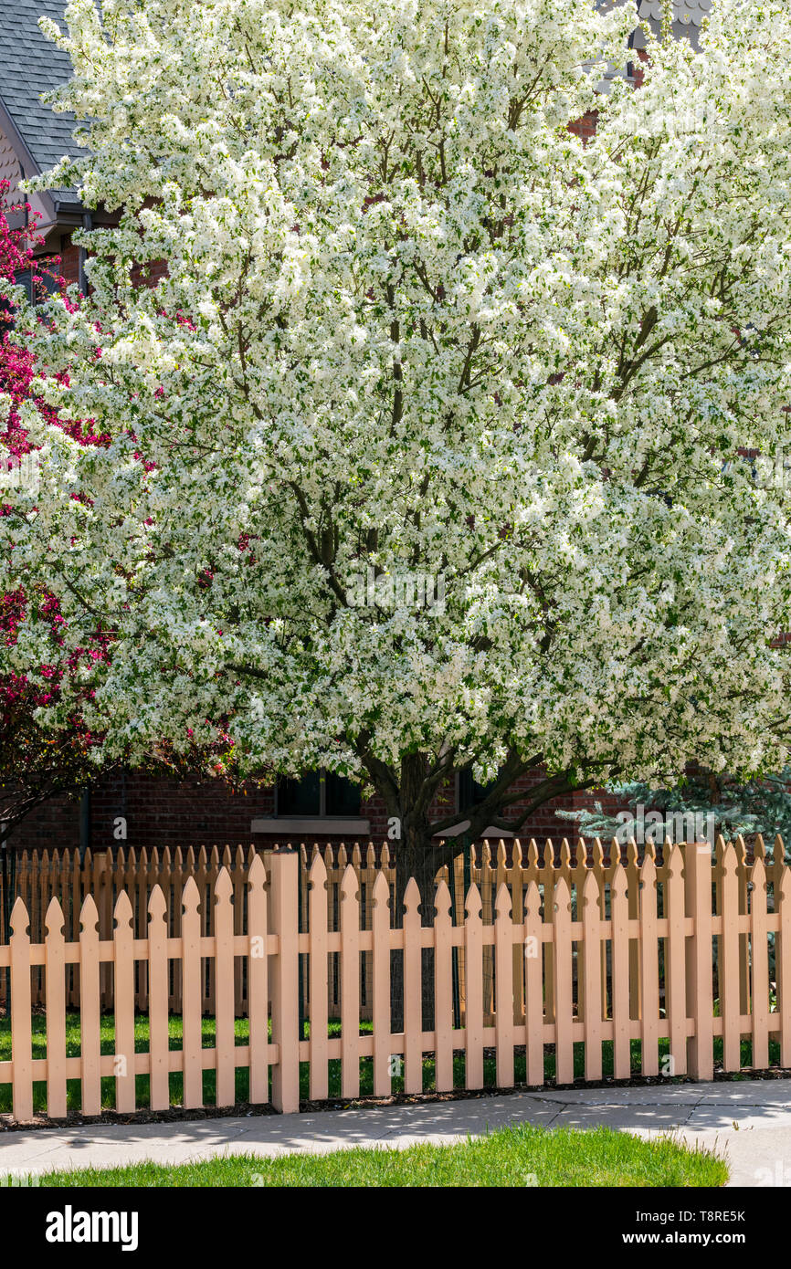 Clôture en bois blanc ; Cerisier en pleine floraison printanière ; Salida, Colorado, USA Banque D'Images