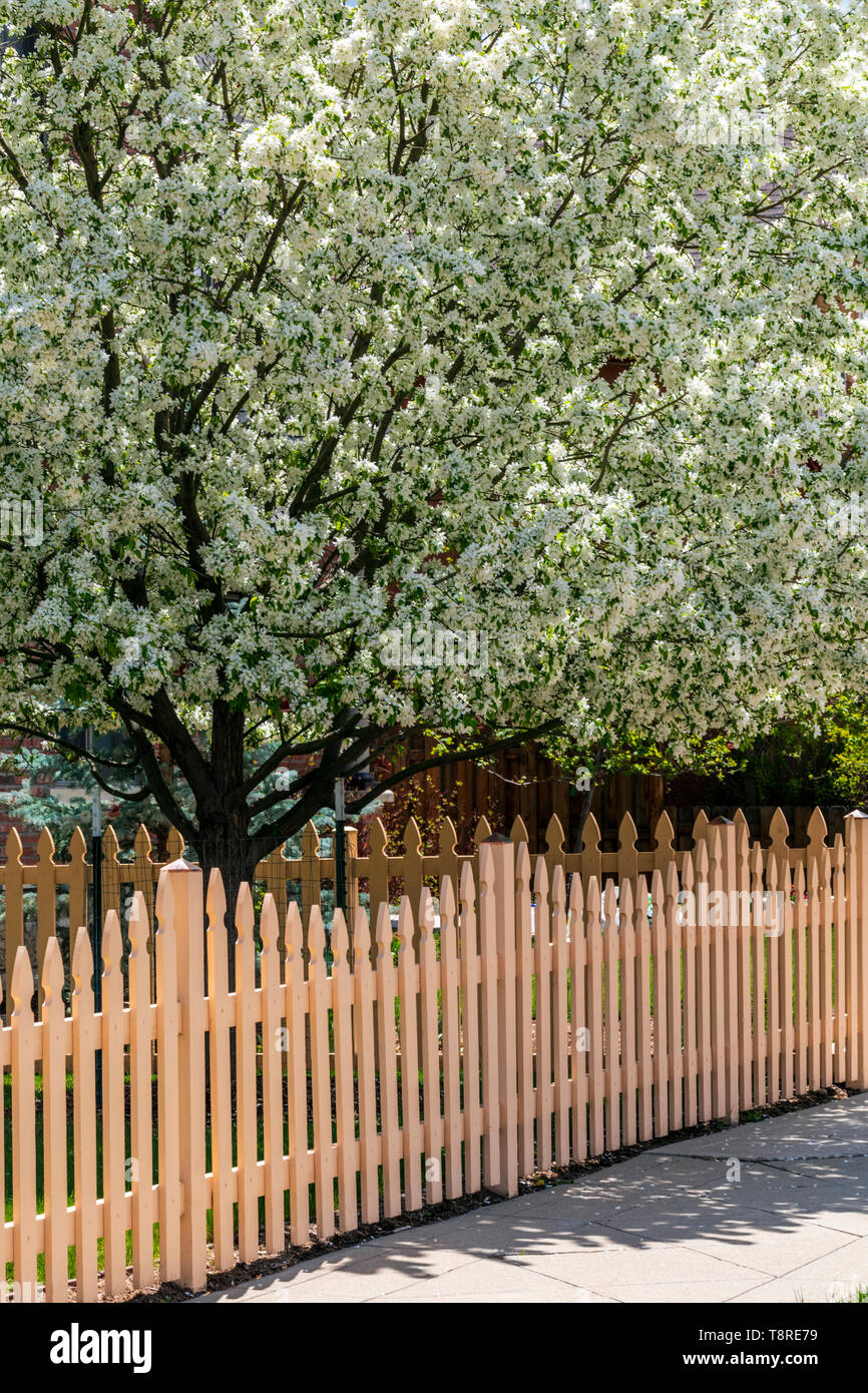 Clôture en bois blanc ; Cerisier en pleine floraison printanière ; Salida, Colorado, USA Banque D'Images