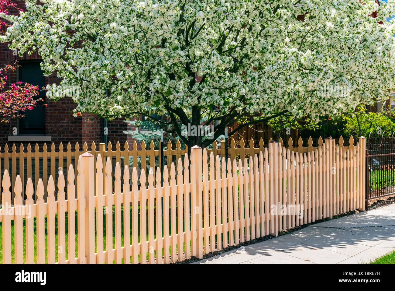 Clôture en bois blanc ; Cerisier en pleine floraison printanière ; Salida, Colorado, USA Banque D'Images