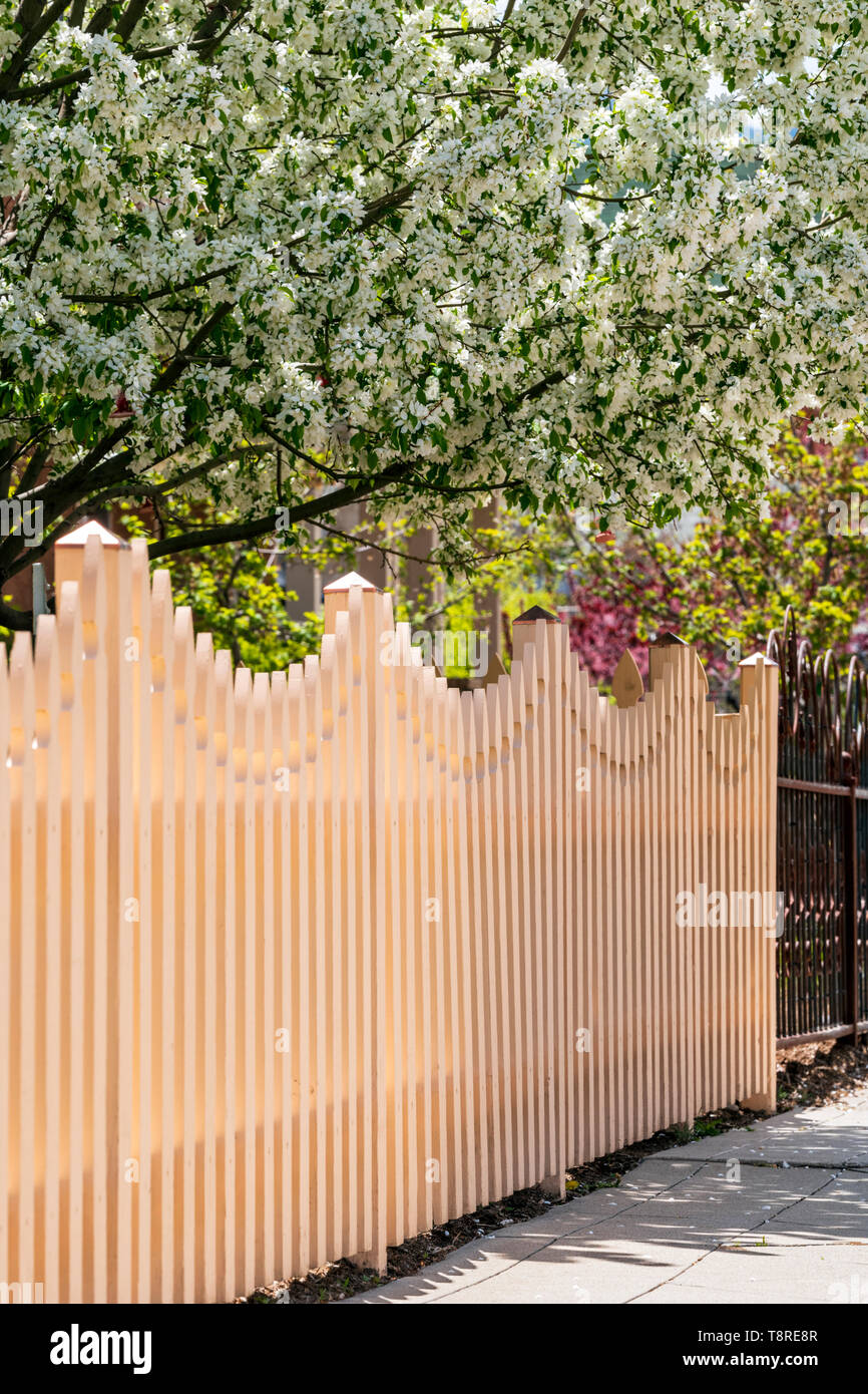 Clôture en bois blanc ; Cerisier en pleine floraison printanière ; Salida, Colorado, USA Banque D'Images