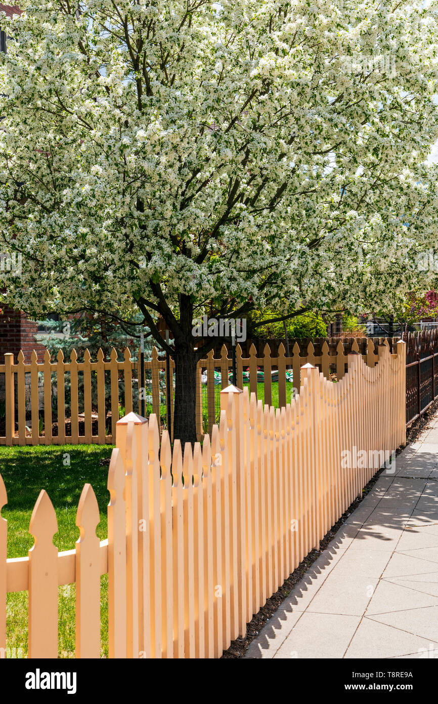 Clôture en bois blanc ; Cerisier en pleine floraison printanière ; Salida, Colorado, USA Banque D'Images