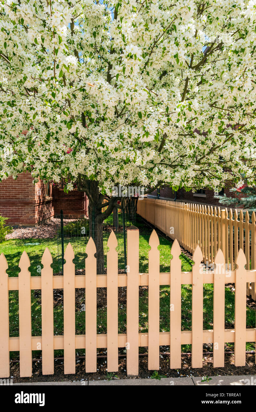 Clôture en bois blanc ; Cerisier en pleine floraison printanière ; Salida, Colorado, USA Banque D'Images