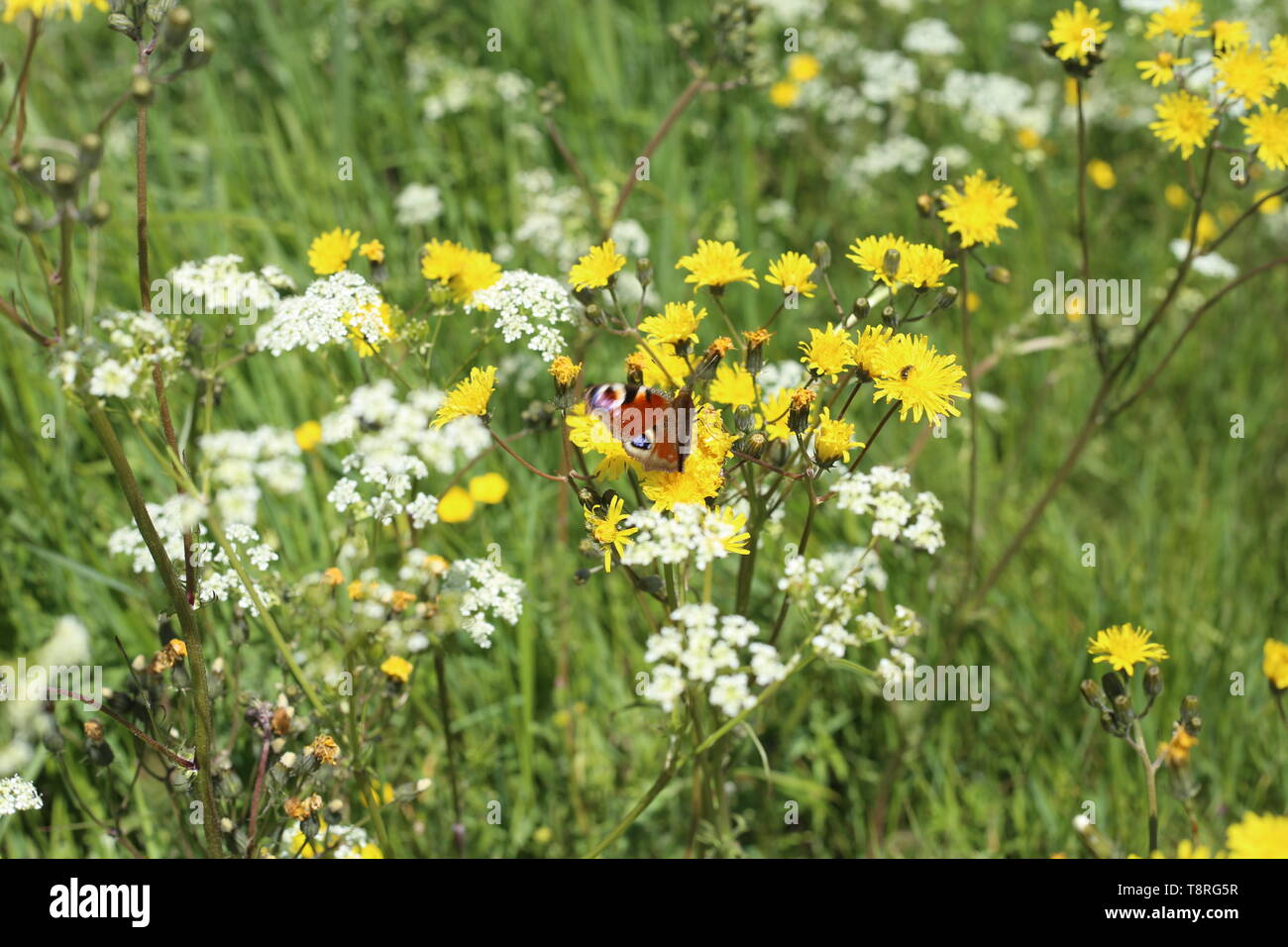 Nature et faune Peacock butterfly ( Aglais io) profitant de l'été du soleil dans une prairie de fleurs sauvages chez Bowers Gifford Nature Reserve, Essex, UK Banque D'Images