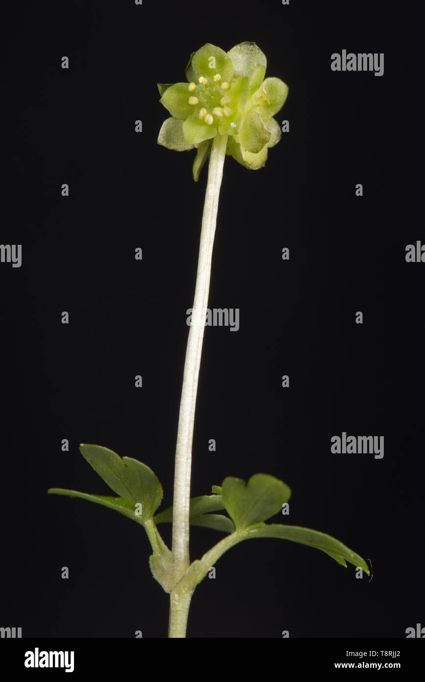 Moschatel ou cinq face bishop (Adoxa moschatellina) seule fleur de très petites plantes forestiers, Berkshire, Avril Banque D'Images