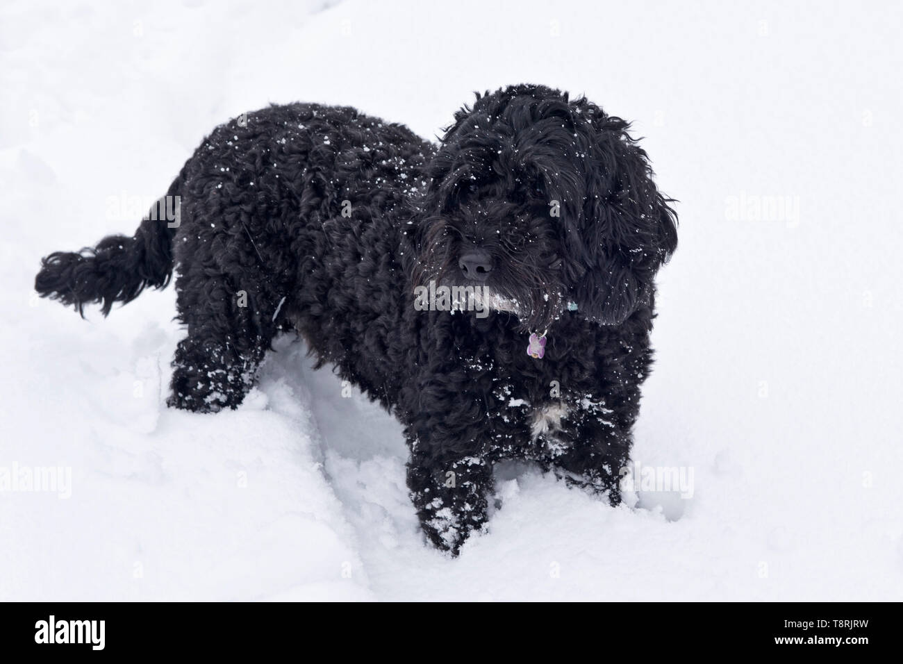 Un petit chien noir, cockerpoo, avec ses jambes enfouies profondément dans une nouvelle couche de neige blanche, Berkshire, Février Banque D'Images