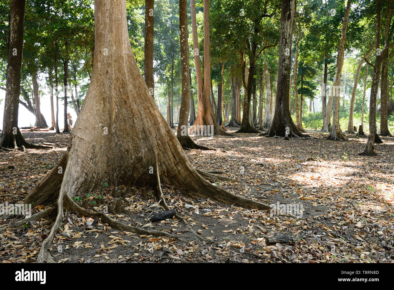 Trekking dans la jungle pour le plus haut sommet de la selle les îles Andaman et Nicobar Banque D'Images