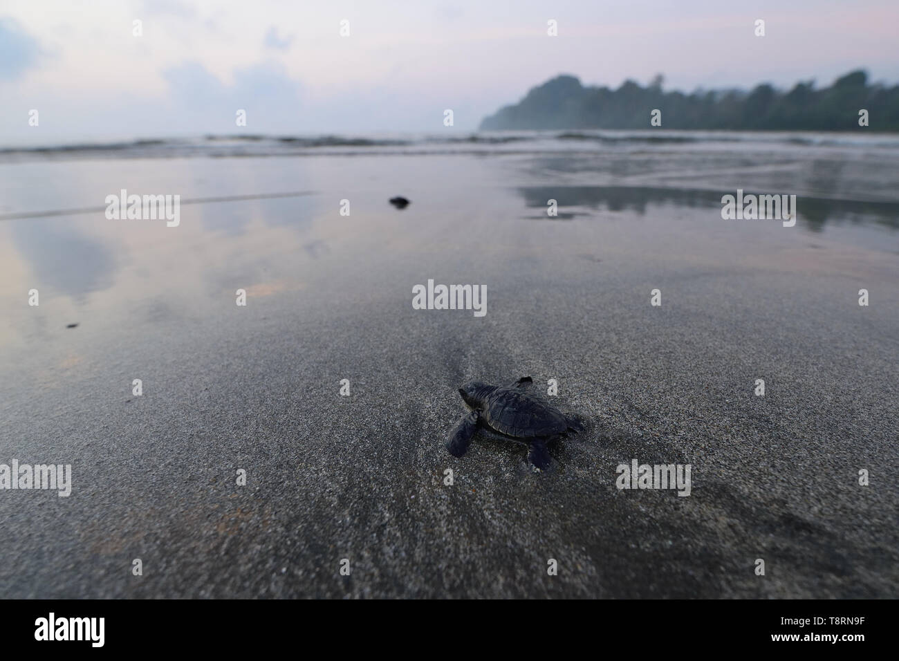 L'Inde, tôt le matin bébé tortue sur la plage de Kalipur les îles Andaman et Nicobar Banque D'Images