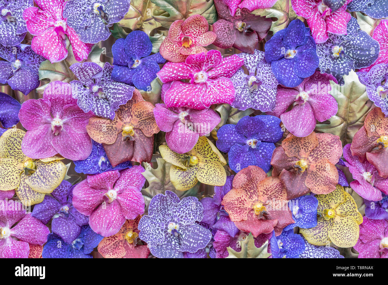 Fleurs orchidée multicolore comme arrière-plan naturel Banque D'Images