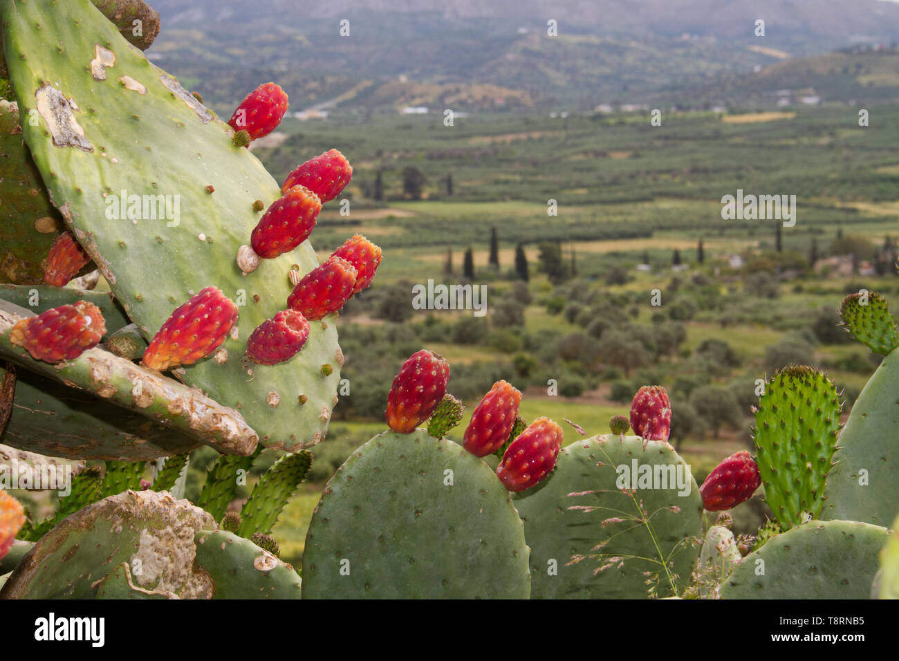 L'Opuntia ficus-indica, le figuier de barbarie, dans un paysage grec Banque D'Images