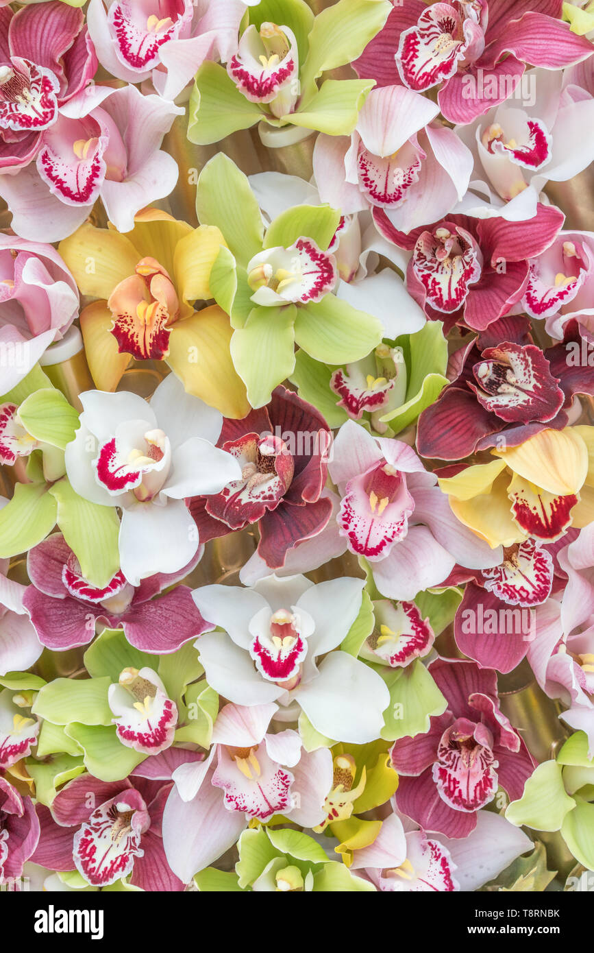 Fleurs orchidée multicolore comme arrière-plan naturel Banque D'Images
