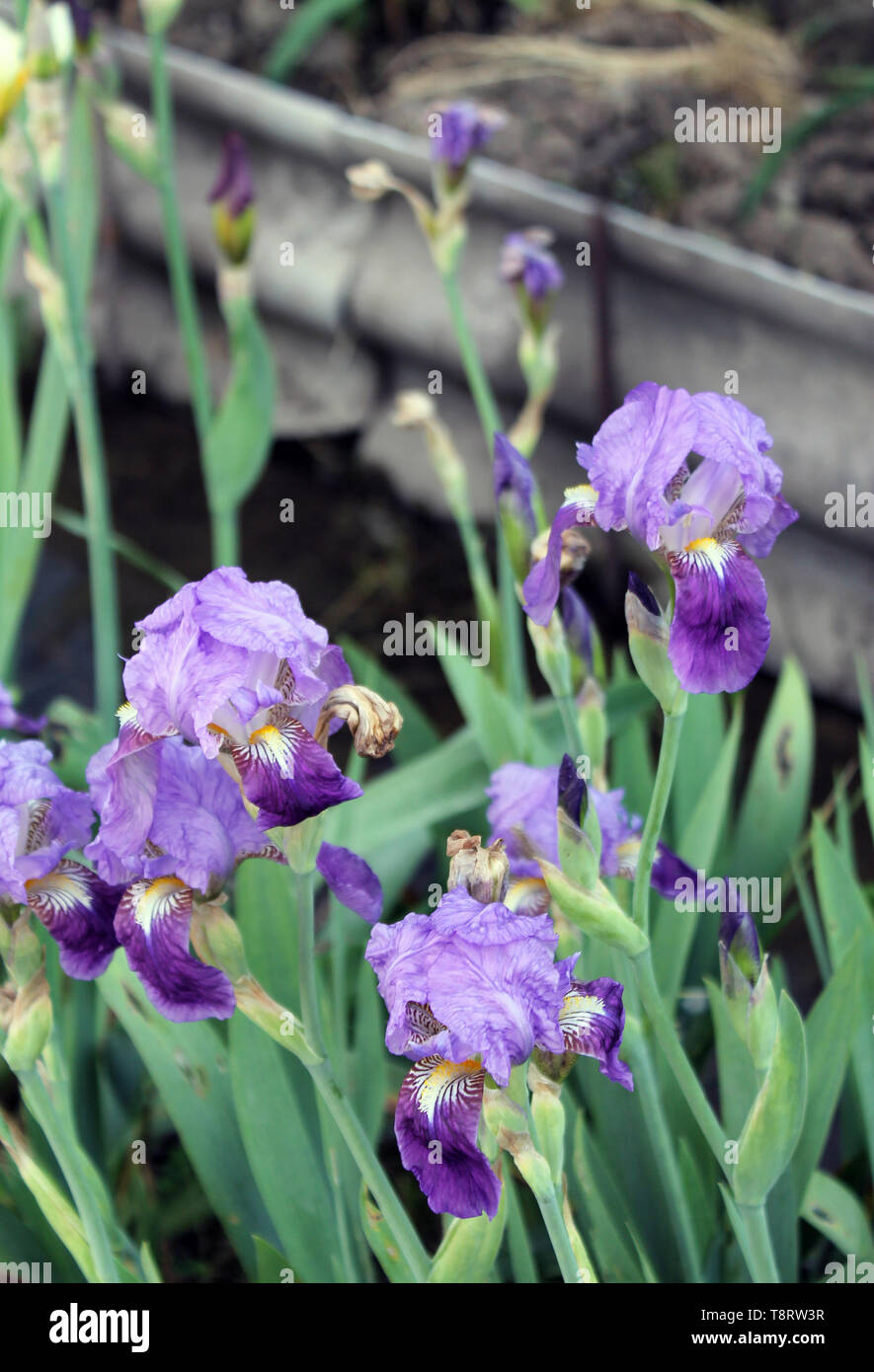 Belle fleur pourpre en fleurs sur un matin de printemps, la fleur de l'iris, gros plan Banque D'Images