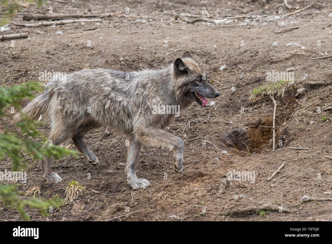 Les loups gris au printemps Banque D'Images