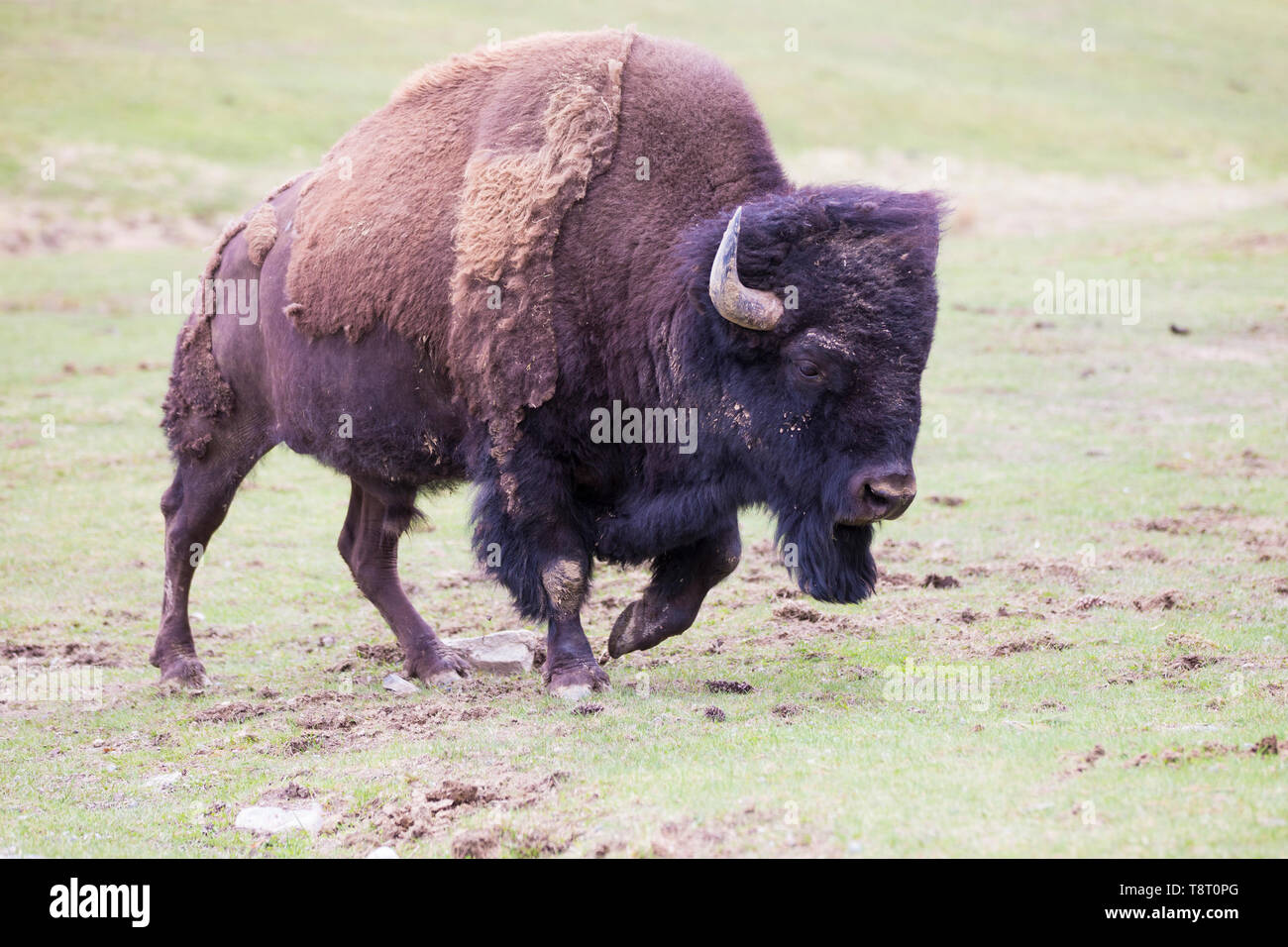 Le bison d'Amérique mâle énorme portrait Banque D'Images