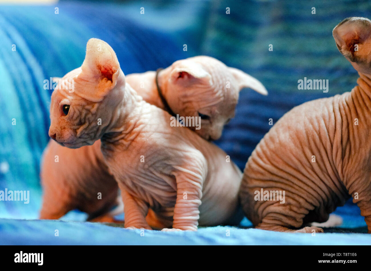 Sphinx Bebe Chaton Une Race Sans Poils Quelques Semaines Jouant Autour Et L Exploration Sur Un Fond Raye Bleu Photo Stock Alamy Sphinx Bebe Chaton Une Race Sans Poils Quelques Semaines Jouant Autour Et L Exploration Sur Un Fond Raye Bleu Photo Stock Alamy