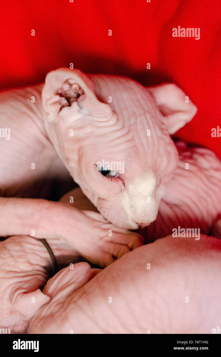 Une Mere Sphinx Cat Une Course Sans Poils Avec Son Bebe Chaton Photo Stock Alamy