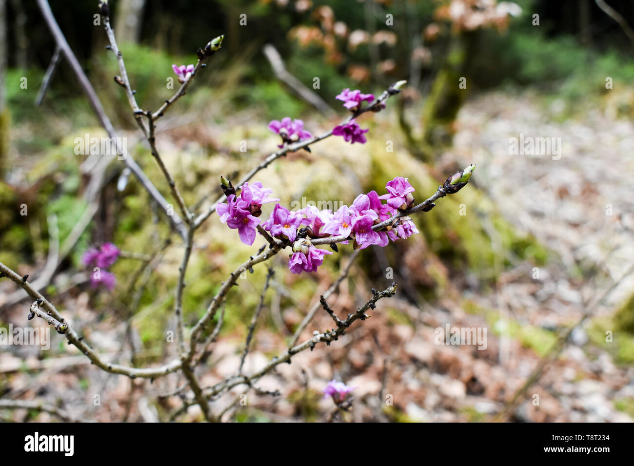 Fleurs roses de Daphne mezereum. Banque D'Images