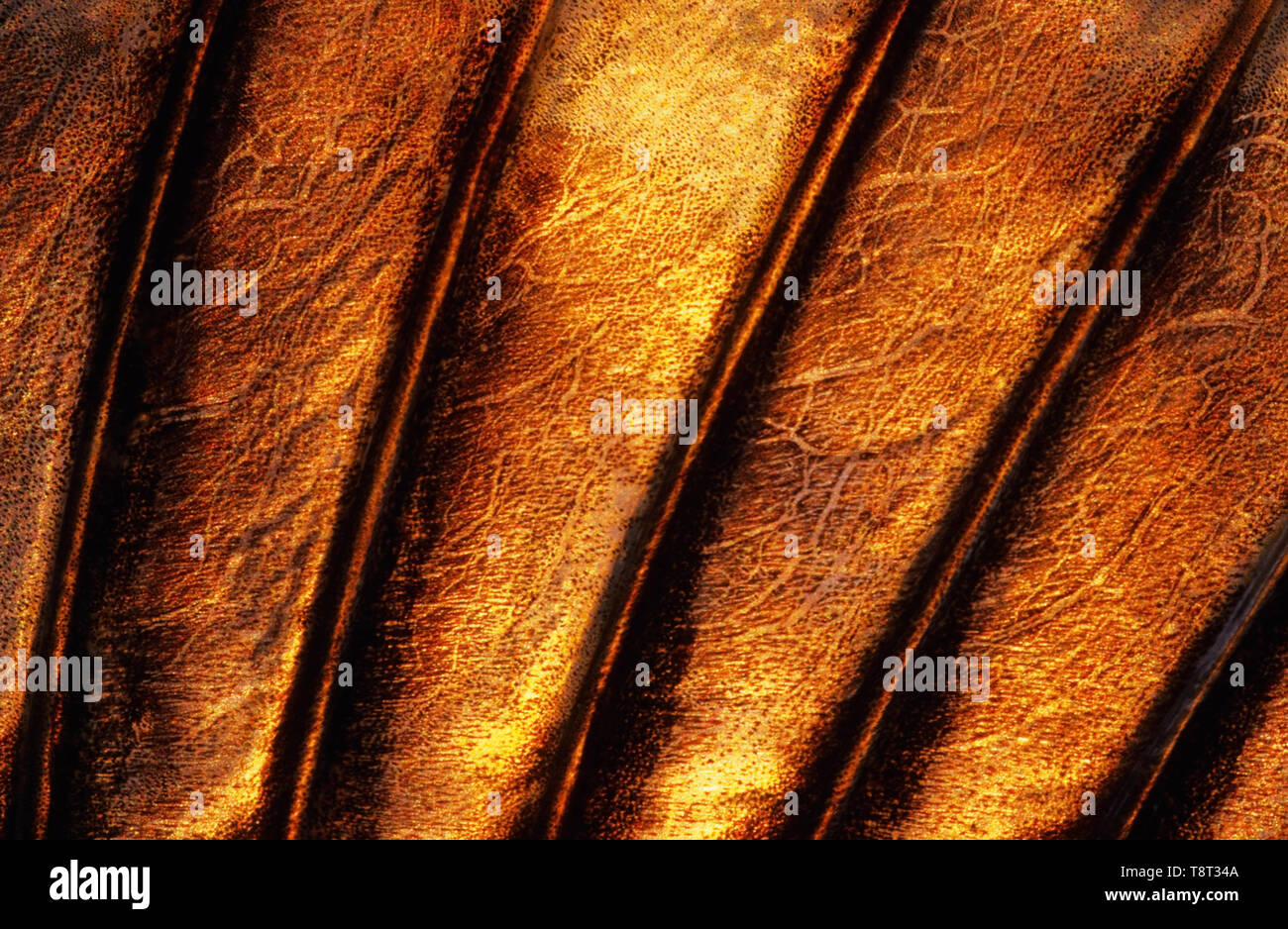 Nageoire dorsale close-up d'une perchaude (Perca fluviatilis). L'image apparaît un peu soft en raison du mucus épidermique couvrant la peau de poisson. Banque D'Images
