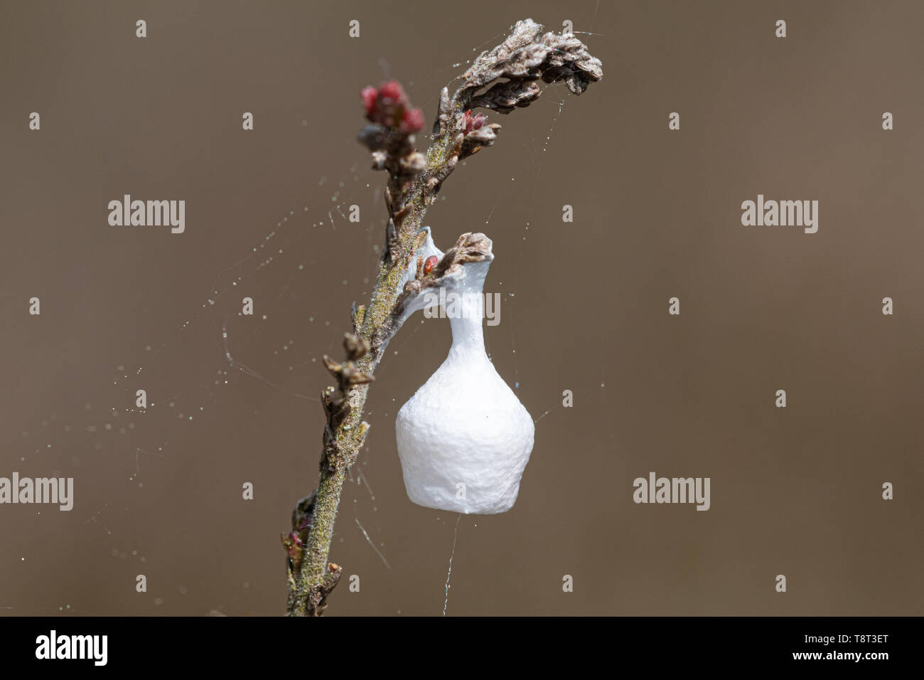 Les cas d'un conte de fée lampe lampe araignée (spider, Agroeca brunnea) sur la bruyère, UK Banque D'Images