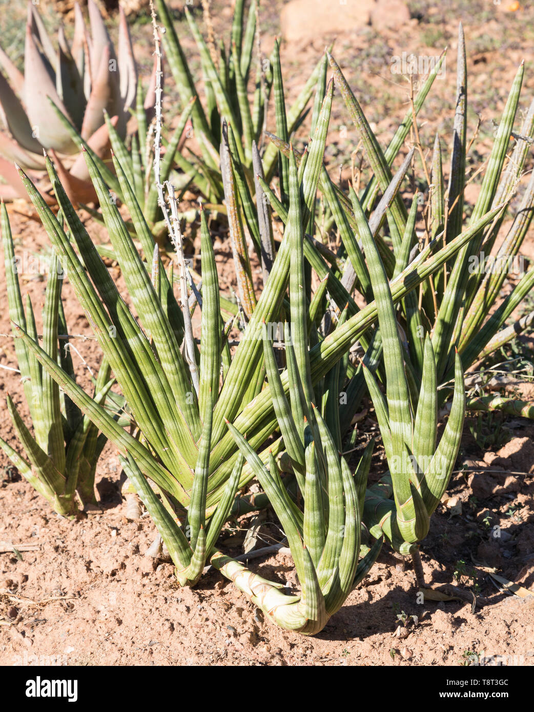 Sansevieria pearsonii (Corne de Gemsbok, Pic-mère de la langue, de l'éléphant d'un cure-dents), cylindrique cannelée feuilles, fleurs d'hiver Banque D'Images