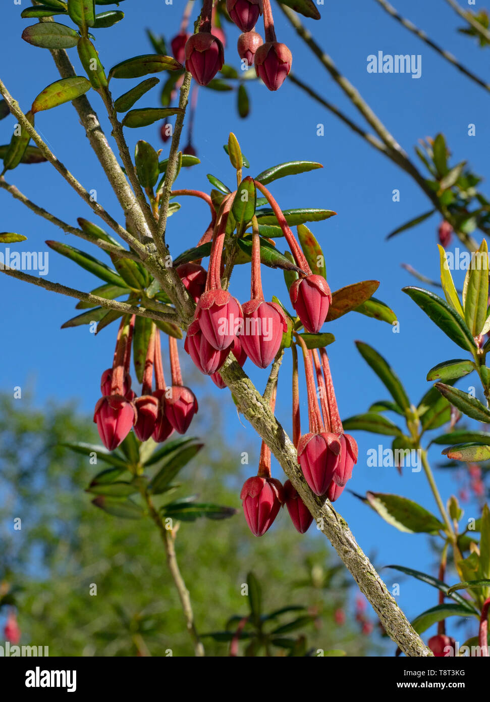 Lanterne chilien Crinodendron hookerianum arbre Banque D'Images