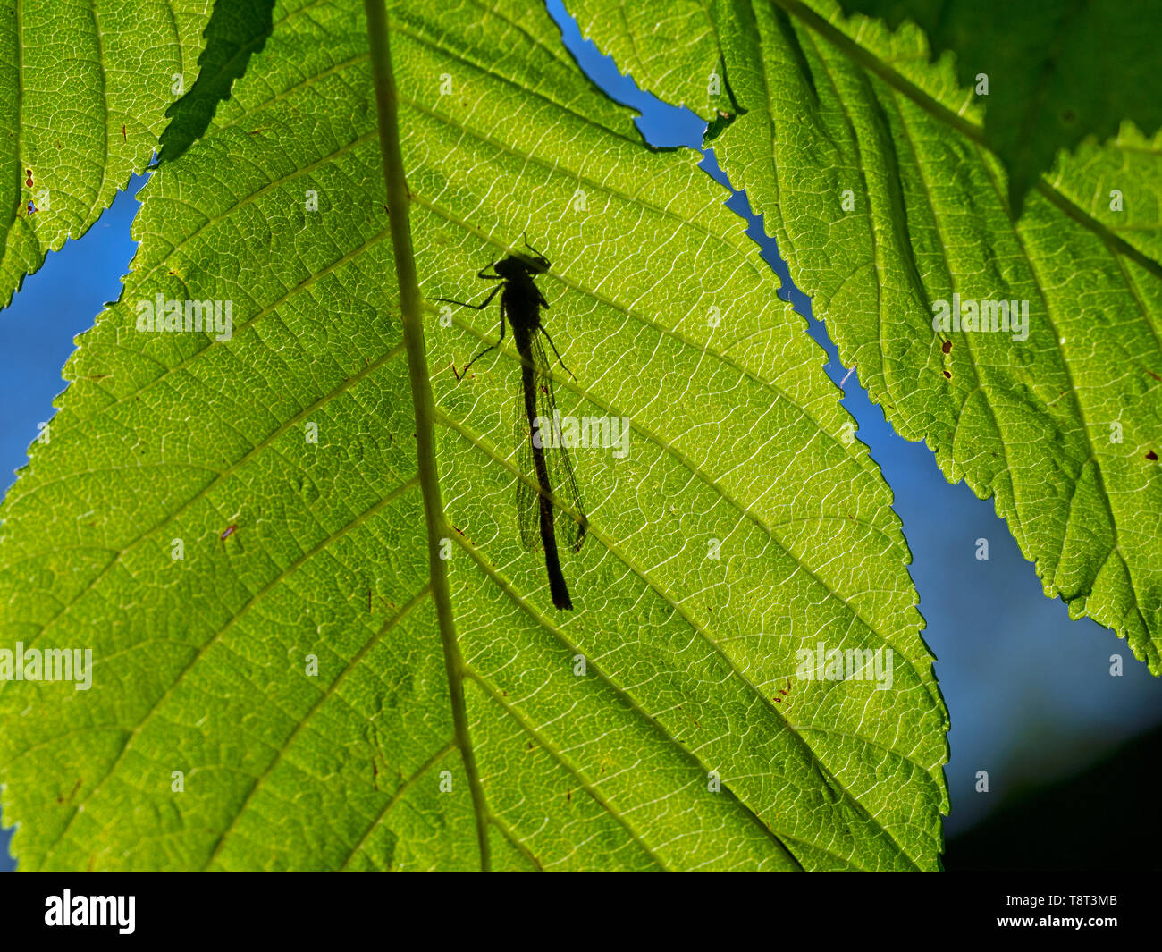 Ombre venant par feuille verte d'une grande demoiselle rouge Pyrrhosoma nymphula Banque D'Images