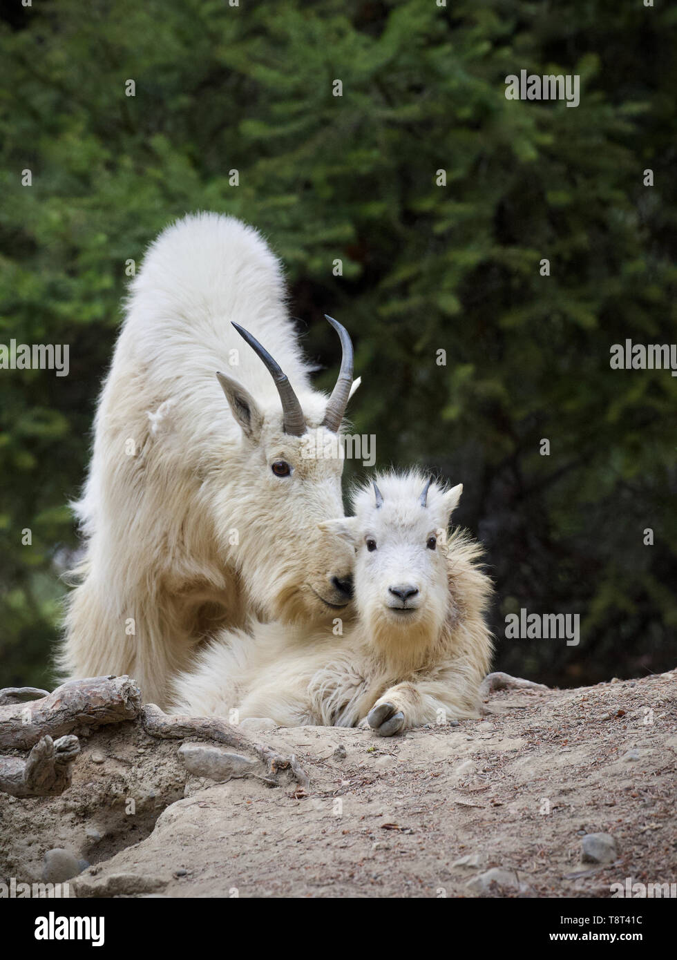 Chèvres de montagne - Maman et bébé chèvres ensemble Banque D'Images