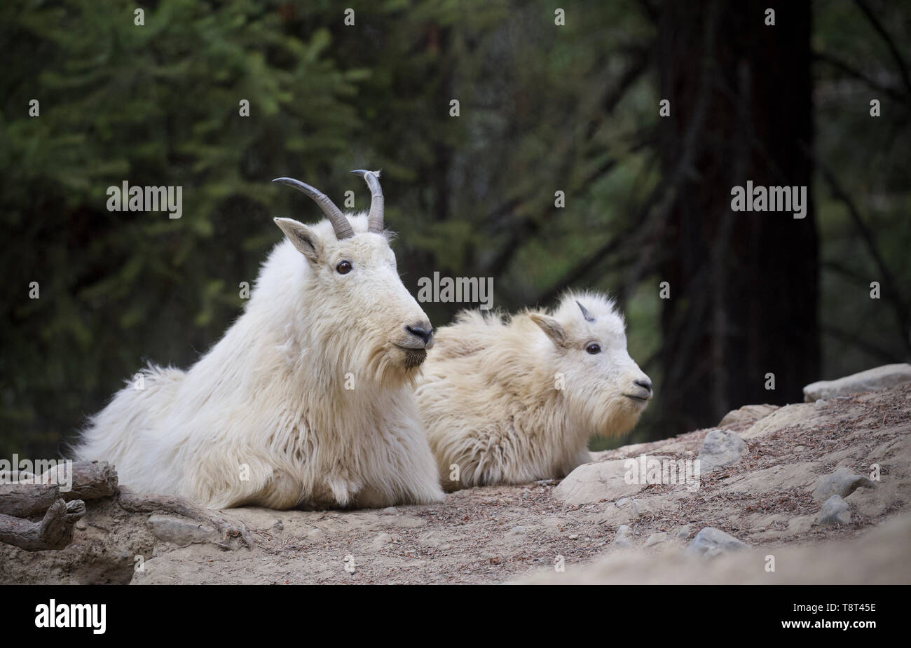 Chèvres de montagne - Maman et bébé chèvres ensemble Banque D'Images