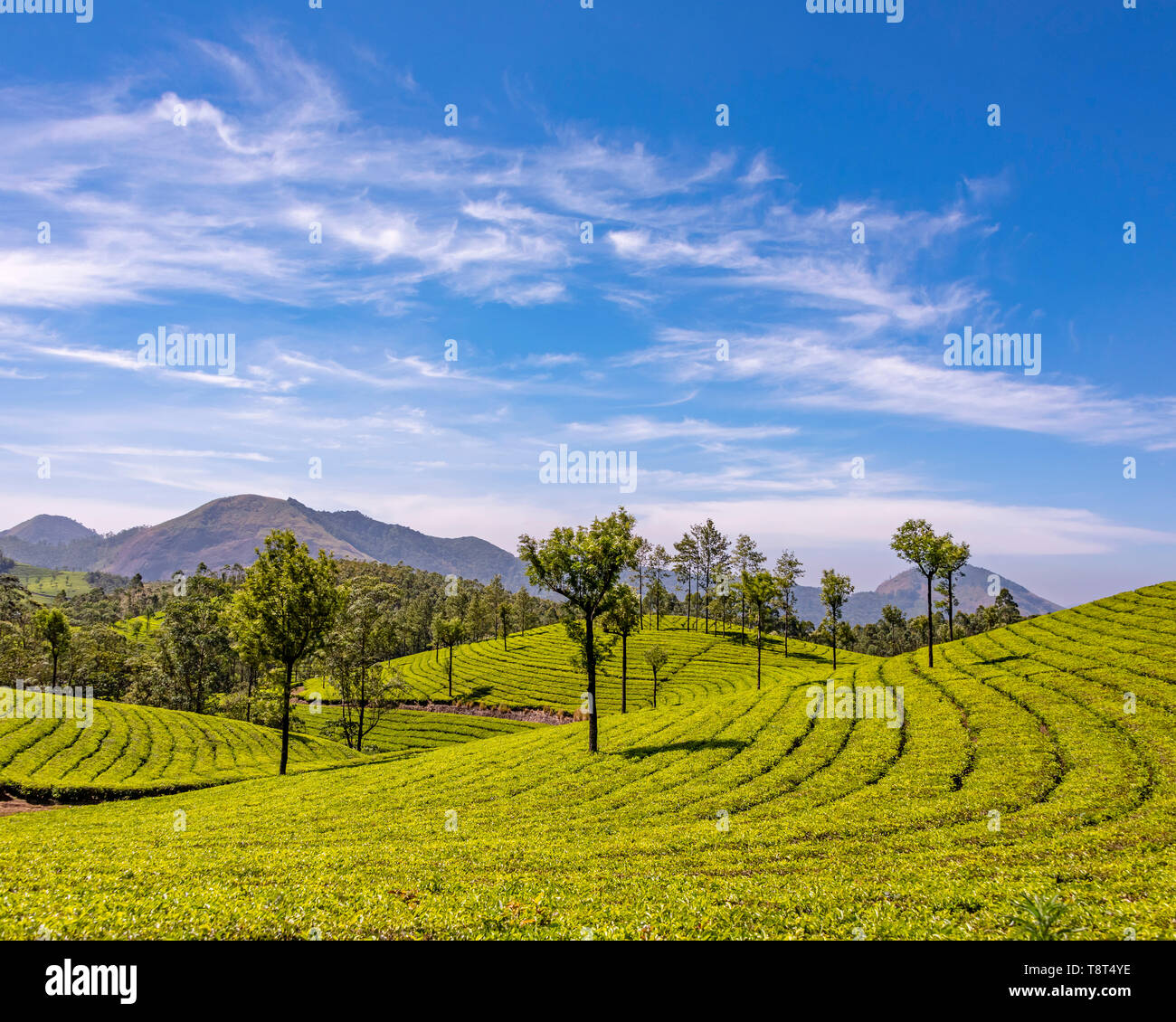 Vue aérienne horizontale à travers les plantations de thé à Eravikulam National Park de Munnar, Inde. Banque D'Images