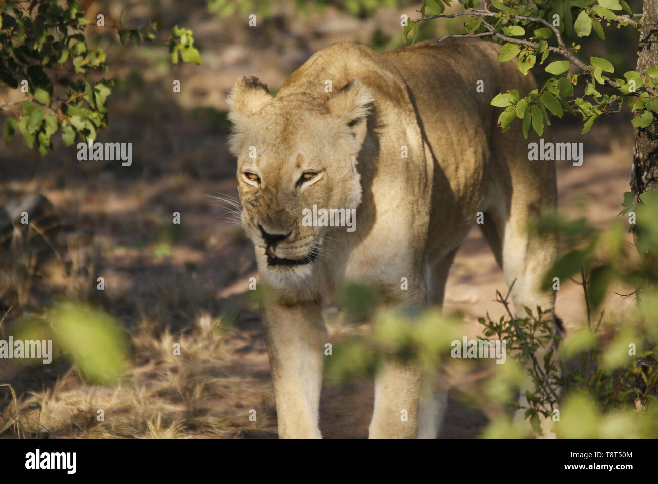 Lionne dans la brousse Banque D'Images