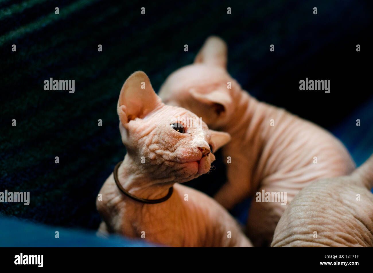 Sphinx Bebe Chaton Une Race Sans Poils Quelques Semaines Jouant Autour Et L Exploration Sur Un Fond Raye Bleu Photo Stock Alamy Sphinx Bebe Chaton Une Race Sans Poils Quelques Semaines Jouant Autour Et L Exploration Sur Un Fond Raye Bleu Photo Stock Alamy