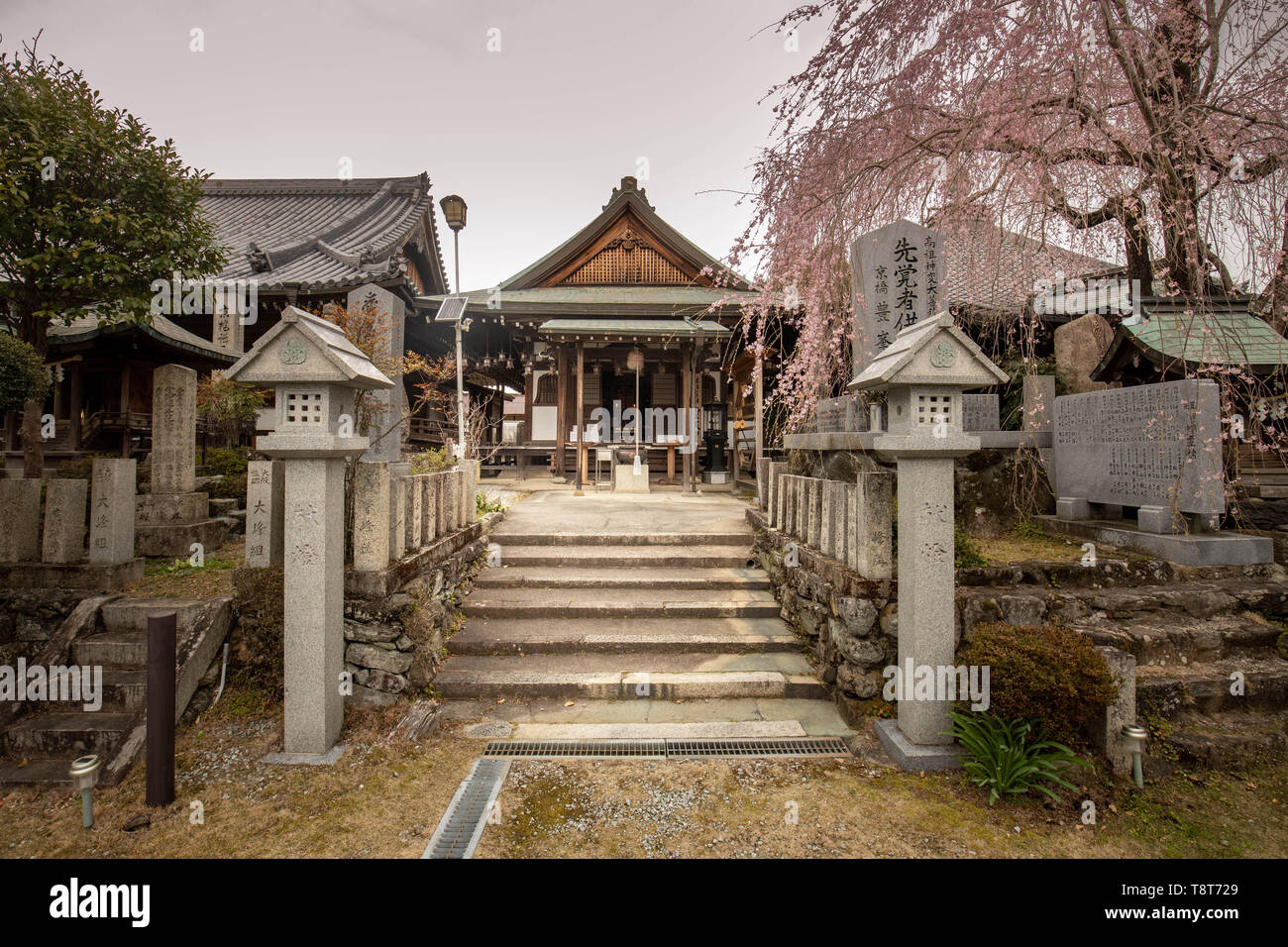 Cherry Blossom tree dans les premiers stades de floraison plane sur les étapes menant à l'entrée du lieu de culte traditionnel japonais Yoshino dans Banque D'Images