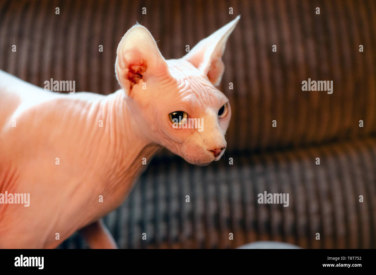 Canadien Sans Poil Banque D Image Et Photos Alamy