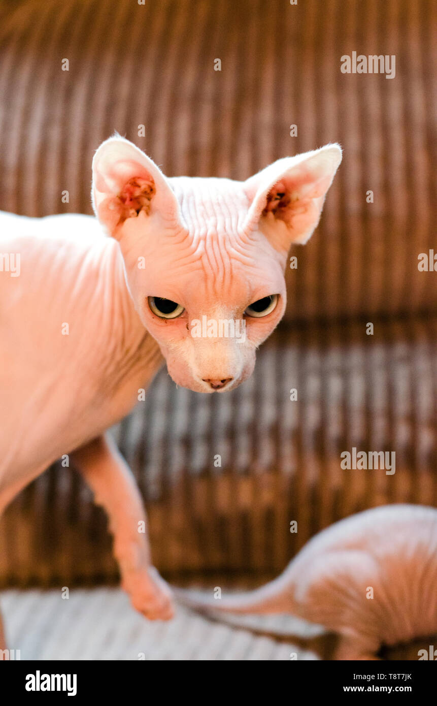 Une Mere Sphinx Cat Une Course Sans Poils Avec Son Bebe Chaton Photo Stock Alamy