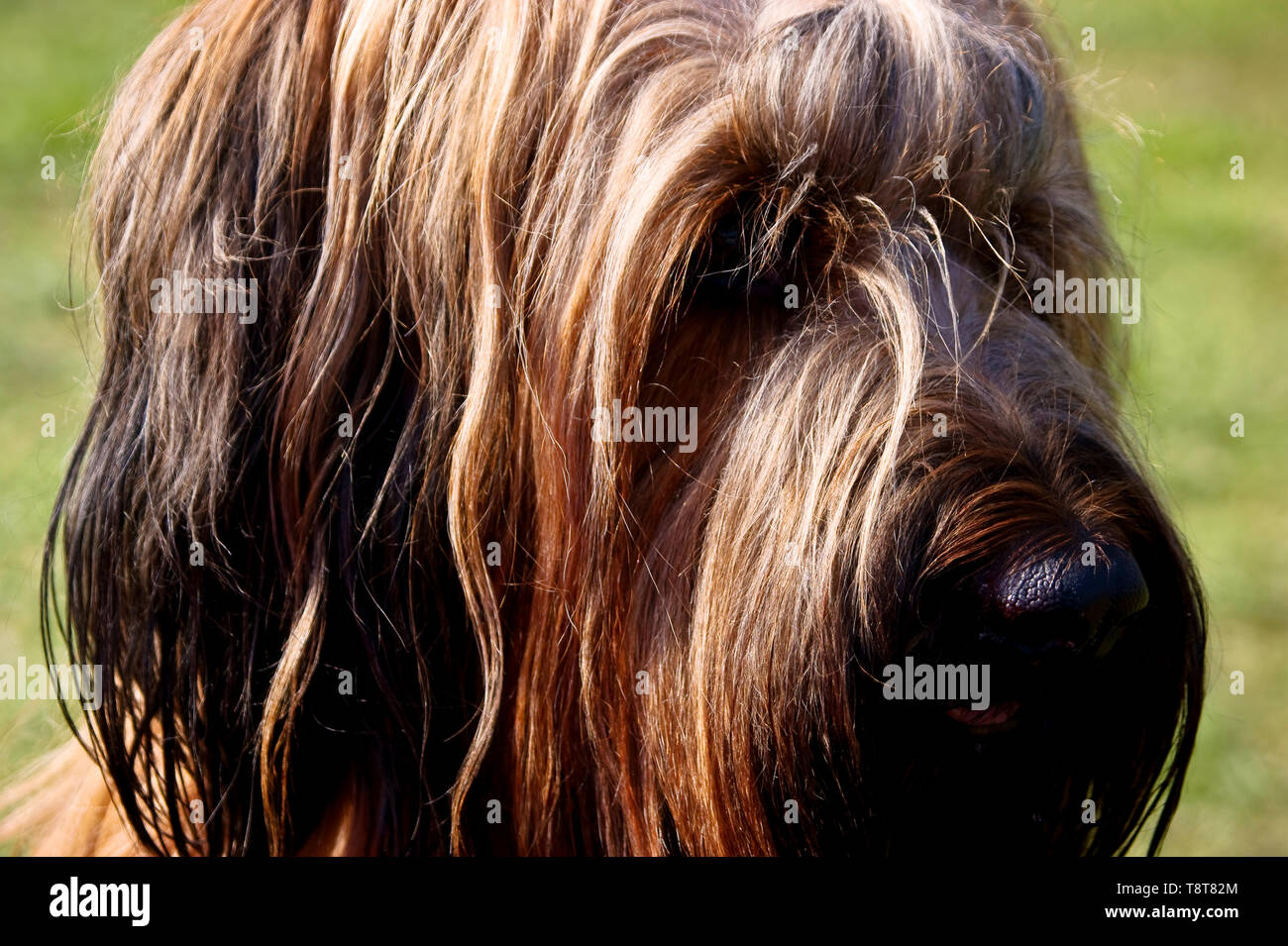 Profil d'un Briard fauve Banque D'Images