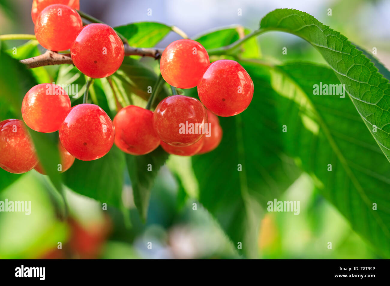 Cherry Tree avec des cerises mûres Banque D'Images