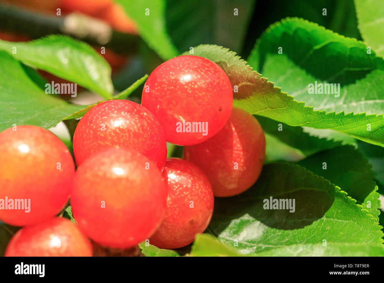 Cherry Tree avec des cerises mûres Banque D'Images