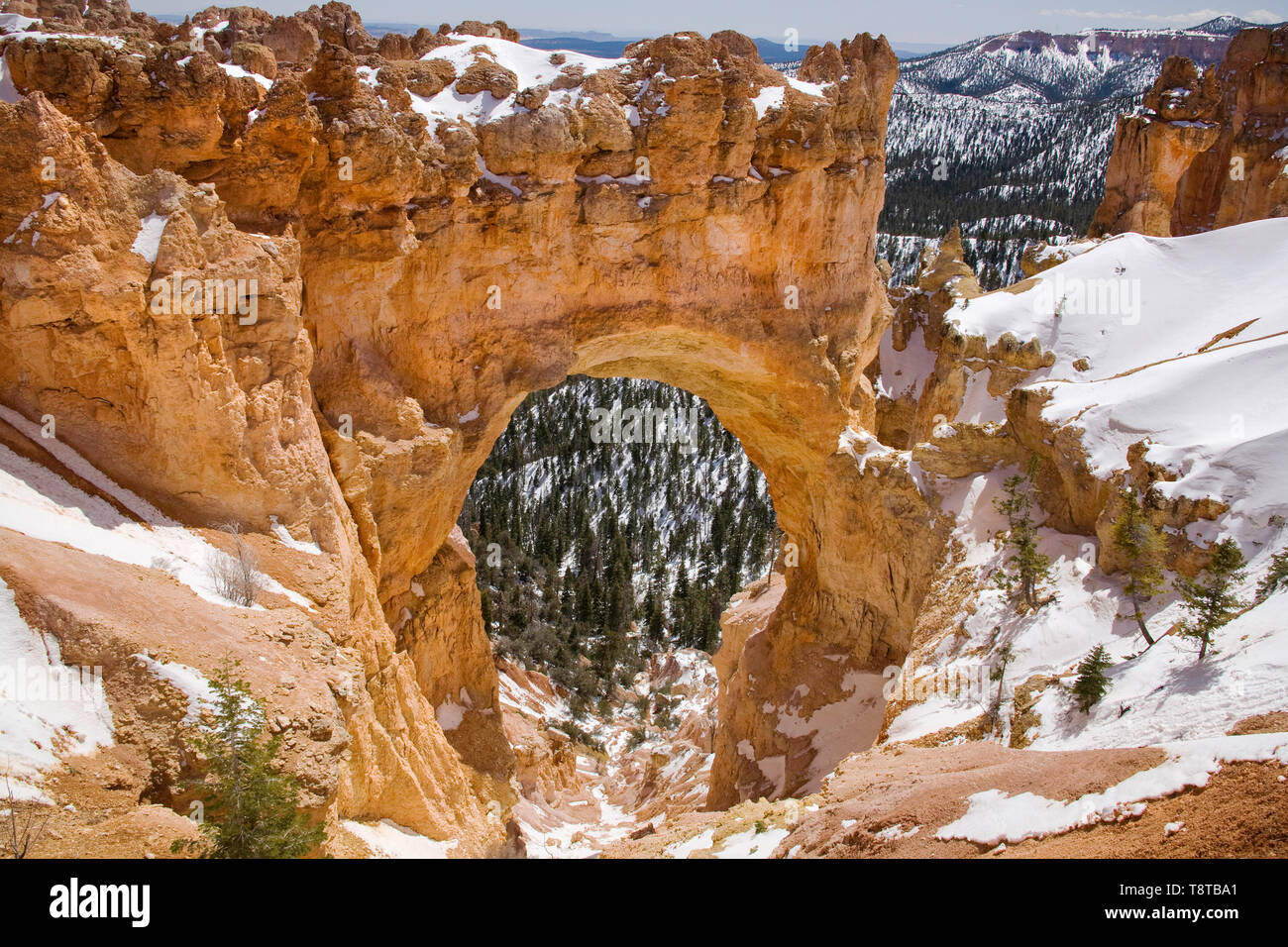 Bryce Canyon en hiver Banque D'Images