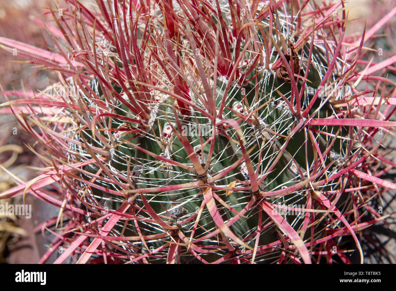 Fire Barrel cactus (Ferocactus gracilis) à Tucson, Arizona, USA Banque D'Images