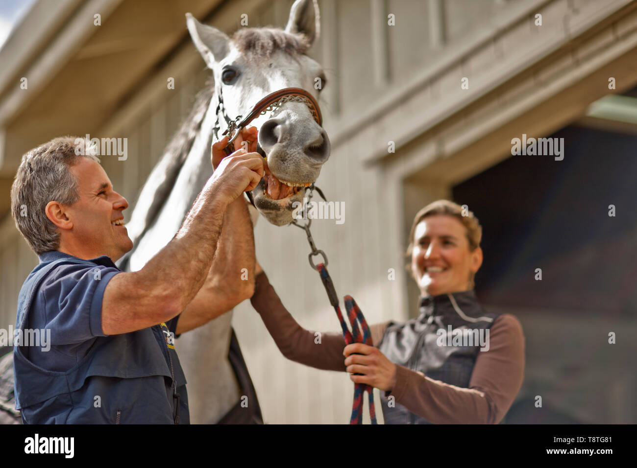 Deux manutentionnaires cheval contrôle et les préparatifs de leur cheval. Banque D'Images