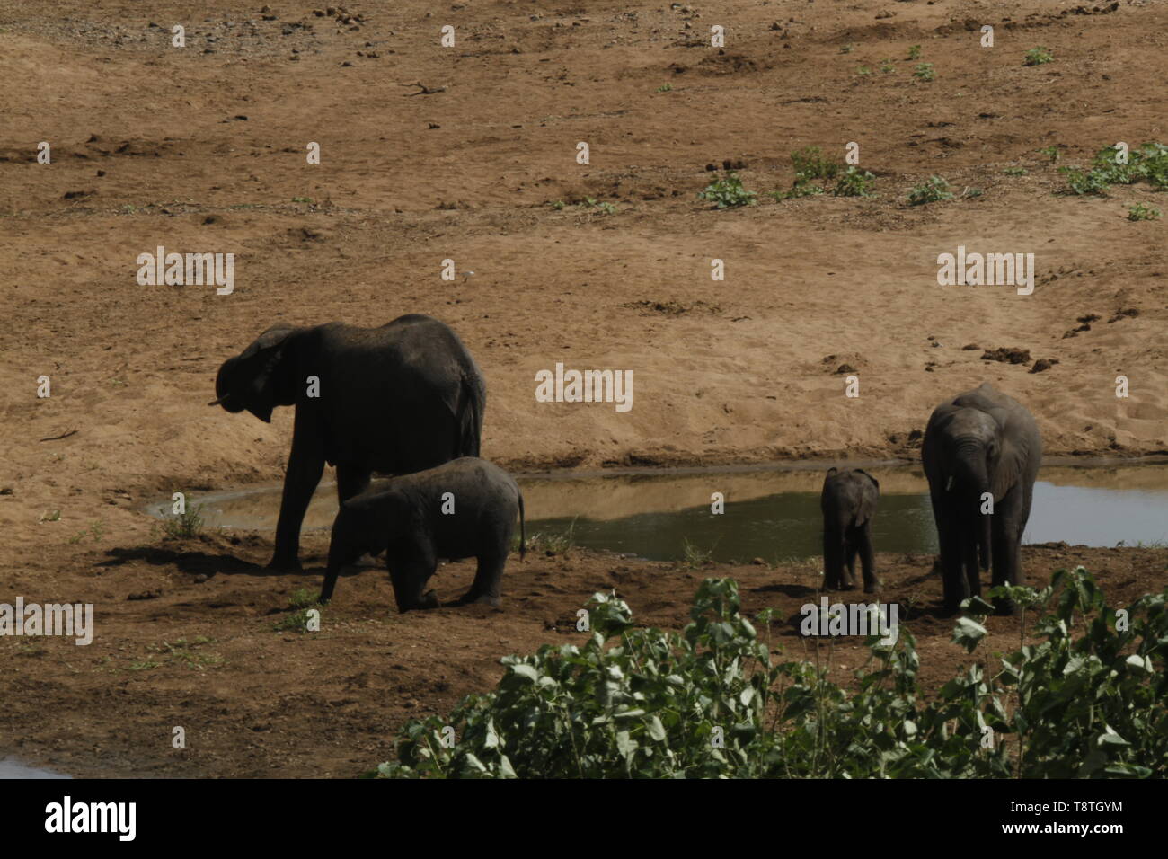 Troupeau d'éléphants de potable river bed Banque D'Images