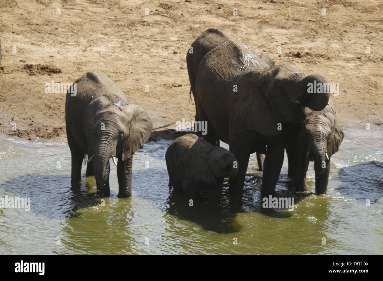 Troupeau d'éléphants de potable river bed Banque D'Images
